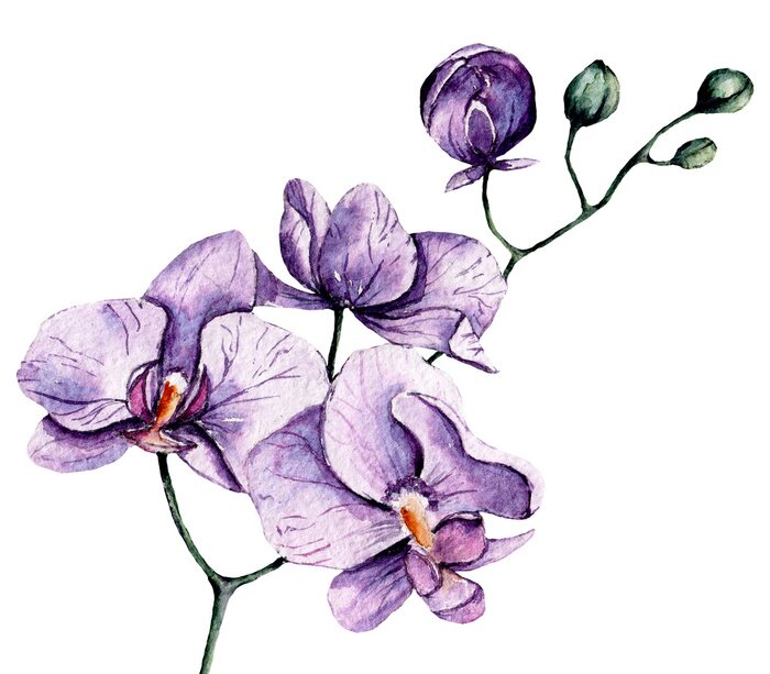 Sticker Aquarel paarse orchidee op een witte achtergrond