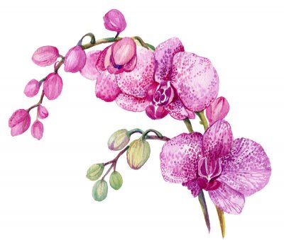 Sticker Aquarel roze orchideeënbloemen op een witte achtergrond