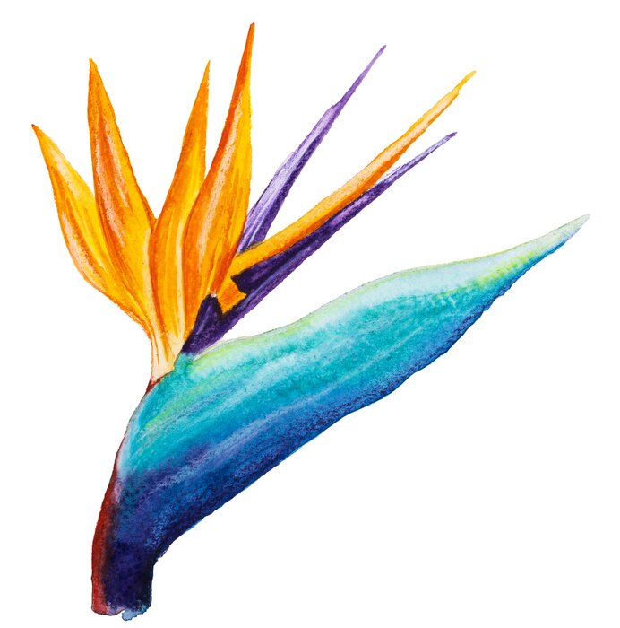 Sticker Aquarel Strelitzia-bloem op een witte achtergrond