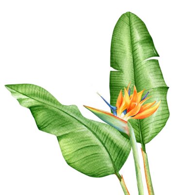 Sticker Aquarel strelitzia in bloei en groene bladeren