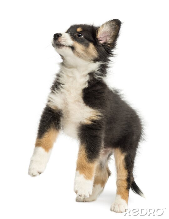 Sticker Australian Shepherd puppy, 2 maanden oud, springen