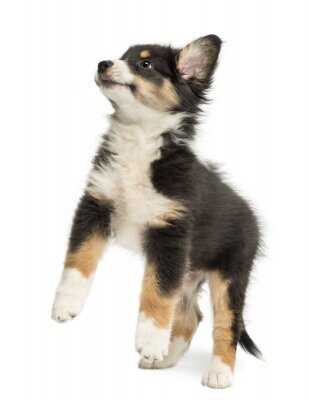 Sticker Australian Shepherd puppy, 2 maanden oud, springen