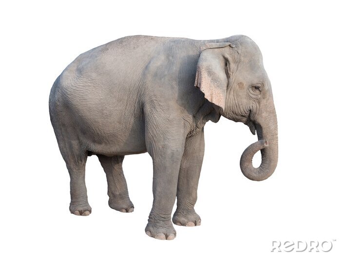 Sticker azië olifant