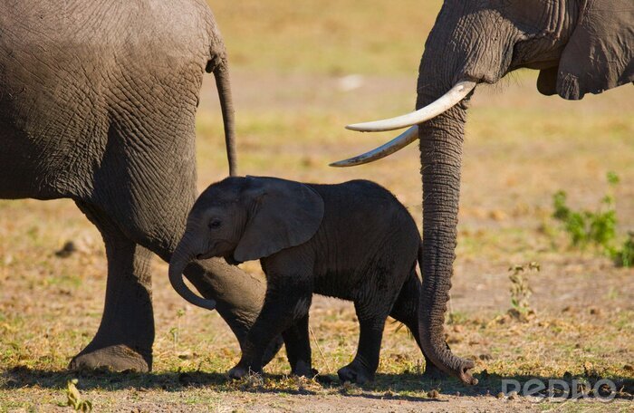 Sticker Baby olifant gaat het dicht bij zijn moeder. Afrika. Kenia. Tanzania. Serengeti. Maasai Mara. Een uitstekende illustratie.