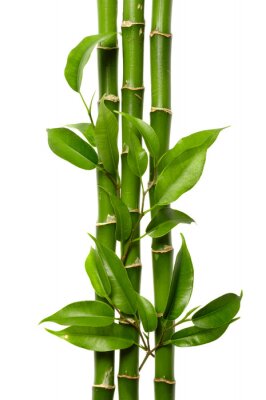 Sticker Bamboe