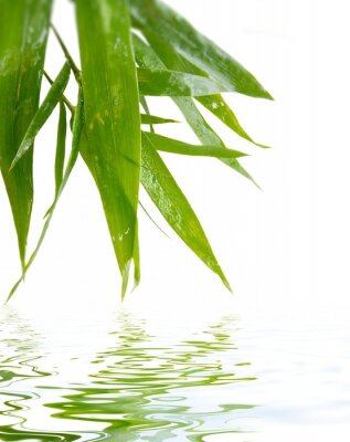 Bamboe bladeren die het water raken
