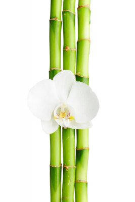 Bamboe en witte orchidee