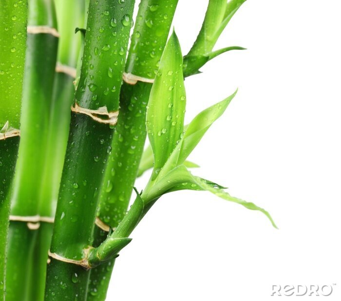 Sticker Bamboe in druppels water