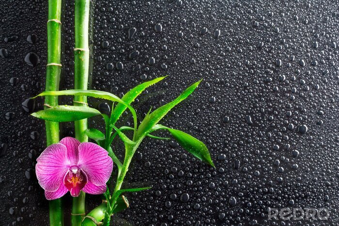 Sticker Bamboe orchidee en druppels op zwart glas