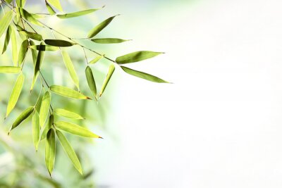 Bamboebladeren op een lichte achtergrond