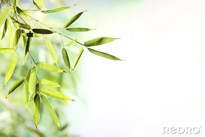 Sticker Bamboebladeren op een lichte achtergrond