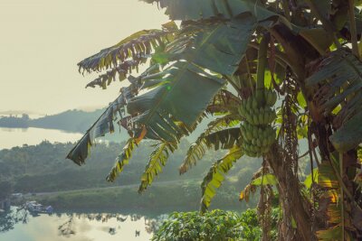 Sticker Bananen groeien op een palmboom in de tropen
