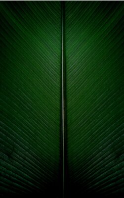 Sticker Bananenbladeren close-up perspectief