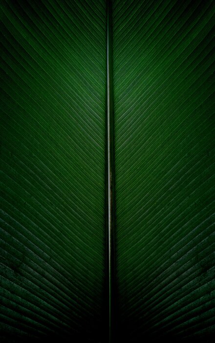 Sticker Bananenbladeren close-up perspectief