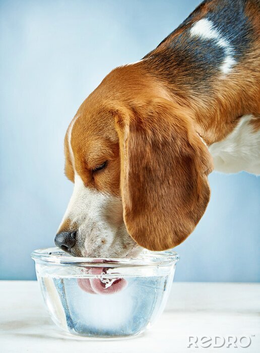 Sticker Beagle hond drinkt water