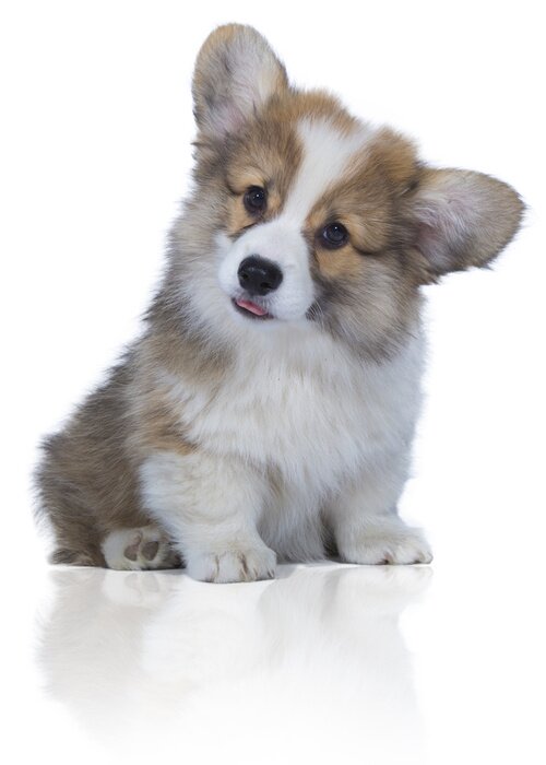 Sticker bébé chien