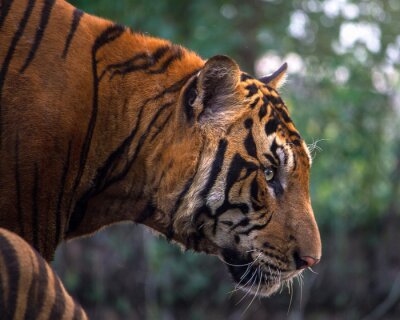 Bengaalse tijger op de achtergrond van een bos