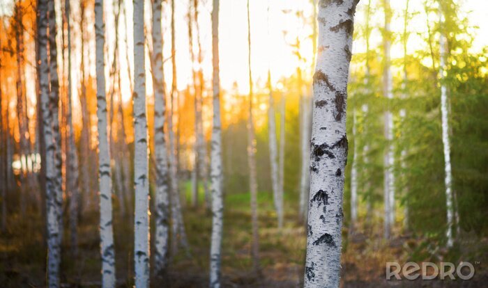 Sticker Berken bij zonsondergang