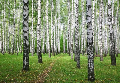 Berken en bladeren op gras