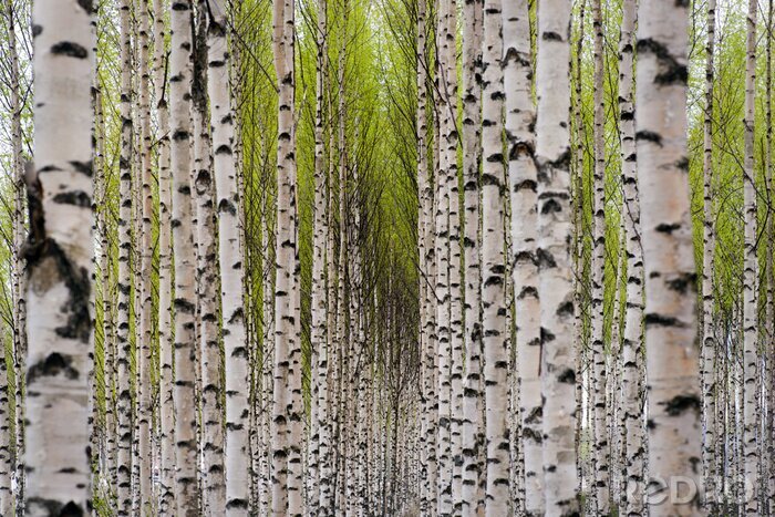 Sticker Berken in de steeg