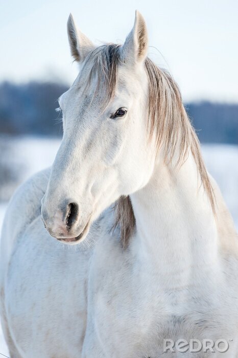 Sticker Besneeuwd paard in de winter