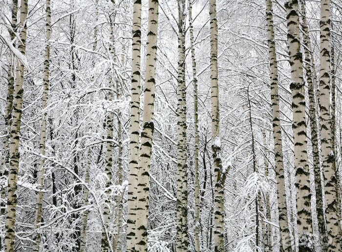 Sticker Besneeuwde berken