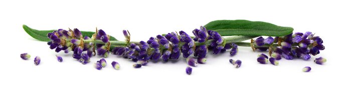 Sticker Bestrooide takjes lavendel