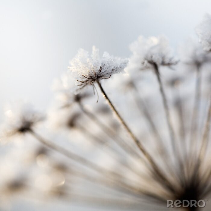 Sticker Bevroren bloemen