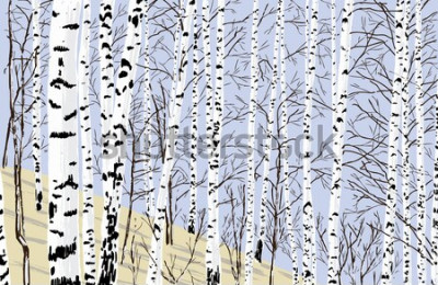 Sticker birch grove in the spring