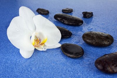 Sticker Black spa stenen en witte orchidee bloemen op blauwe achtergrond.
