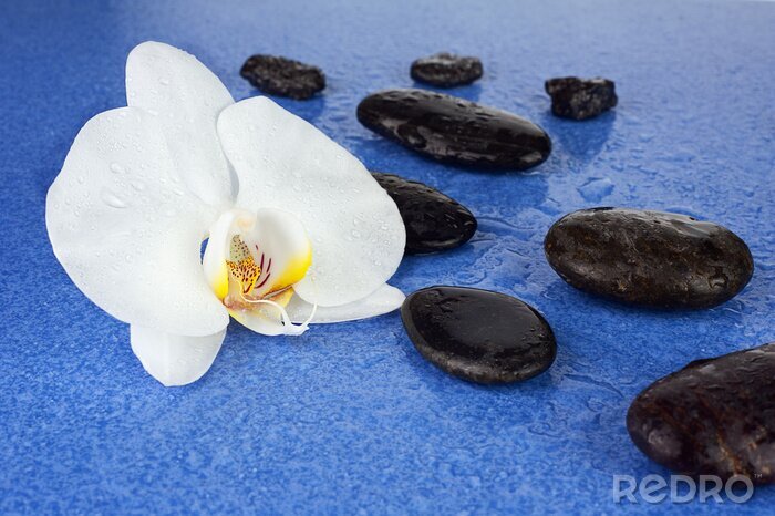 Sticker Black spa stenen en witte orchidee bloemen op blauwe achtergrond.