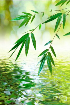 blad van bamboe