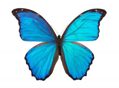 Sticker Blauw vlindertje op een heldere achtergrond