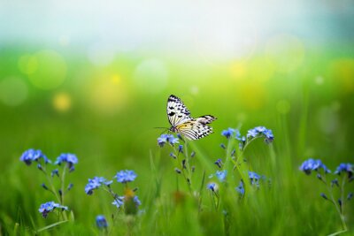 Sticker Blauwe bloemen en een vlinder