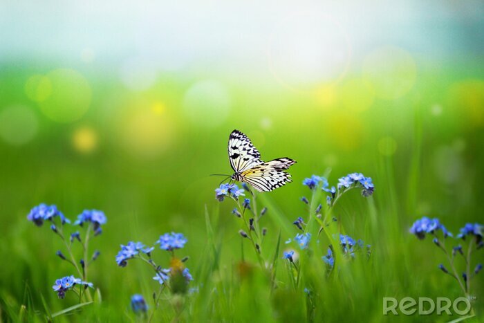 Sticker Blauwe bloemen en een vlinder