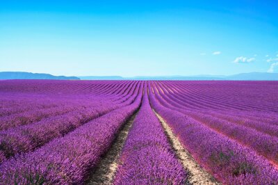 Blauwe lucht en een veld met lavendel