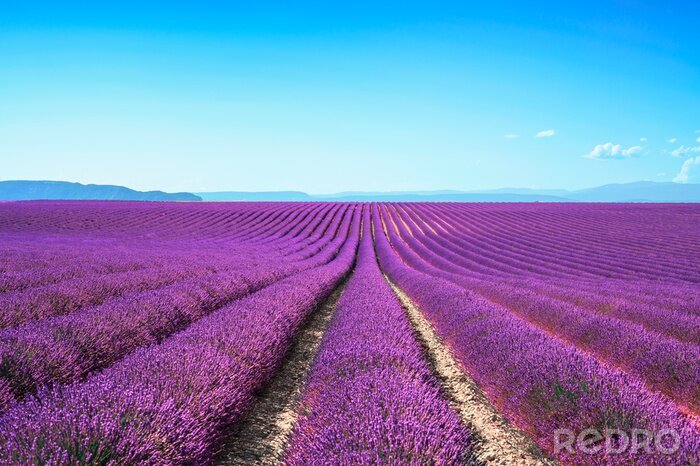 Sticker Blauwe lucht en een veld met lavendel