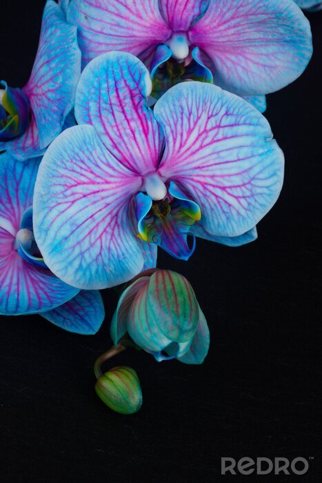 Sticker Blauwe orchidee met roze accenten