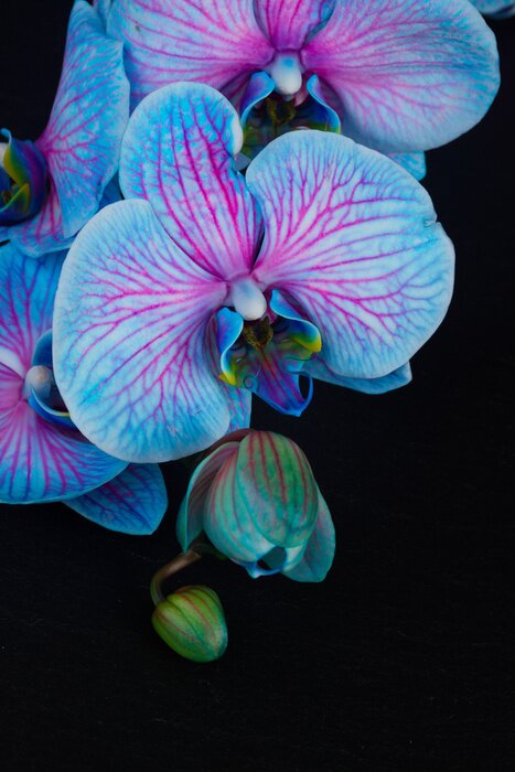 Sticker Blauwe orchidee met roze accenten