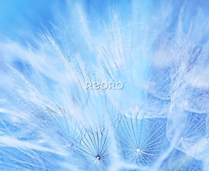 Sticker Blauwe paardebloem