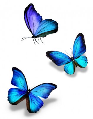 Sticker Blauwe vliegende vlinders