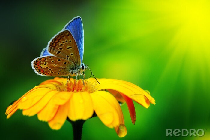 Sticker Blauwe vlinder