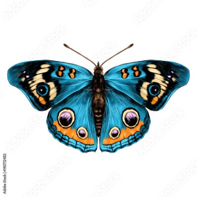 Sticker Blauwe vlinder met prachtig gekleurde vleugels