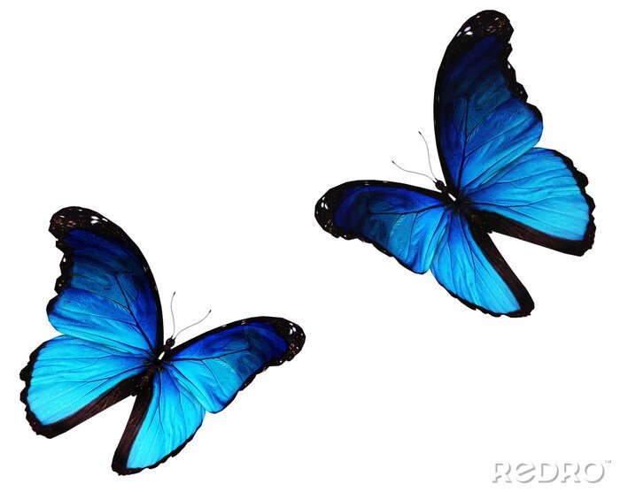 Sticker Blauwe vlinders in beweging