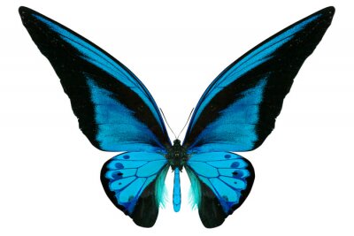 Blauwkleurige vlinder op witte achtergrond