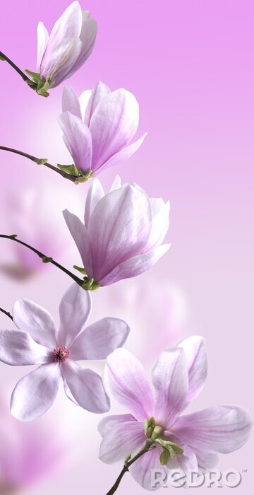 Sticker Bloei in verschillende stadia