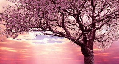 Bloeiende kers op de achtergrond van de zonsondergang