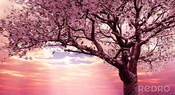 Sticker Bloeiende kers op de achtergrond van de zonsondergang