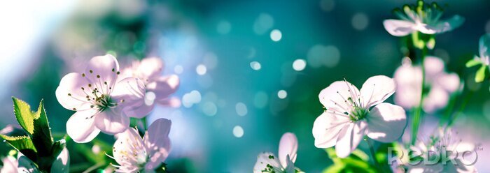 Sticker Bloeiende kersentakjes