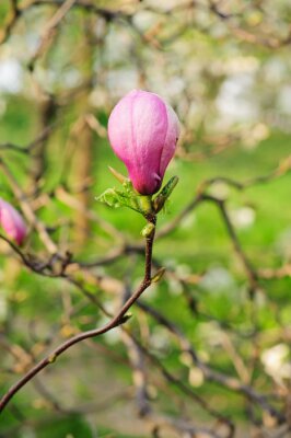 Bloeiende knop van een roze magnolia